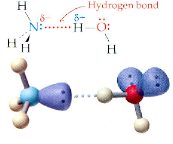The bond can be thought of as forming between the hydrogen atom and the lone pairs of the F, N, or O in F, N 3 and 2 O, respectively. Blackman Figure 6.31 Water is perhaps the most unusual liquid.