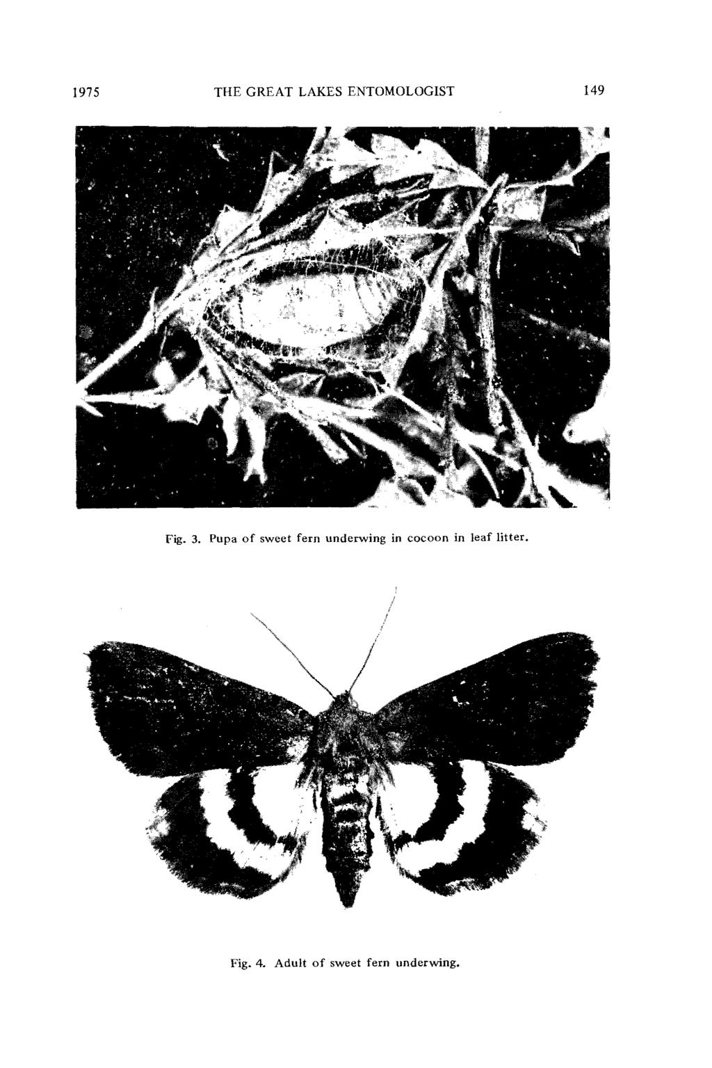 Wilson: Notes on the Biology and Parasitoids of the Sweet Fern Underwing 1975 THE GREAT LAKES ENTOMOLOGIST 149 Fig. 3.