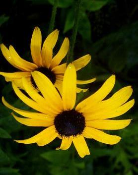 Black-eyed Susan A coarse, rough-stemmed and gangly biennial.