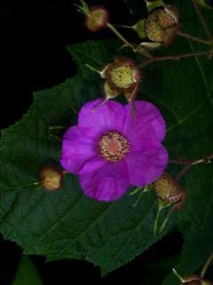 Flowering Raspberry A thornless, erect shrub with large maple-like leaves.