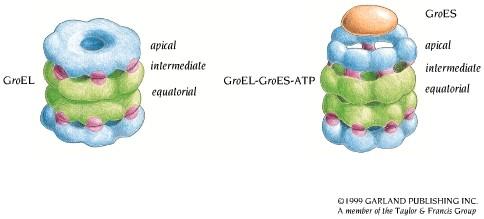 GroEL/GroES complex GroEL: 2 x seven subunits in a ring Each subunit has equatorial, intermediate and apical