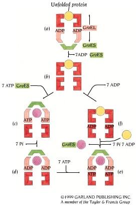 GroEL/GroES mechanism GroES binding changes both sides of GroEL closed cavity open cavity cycle protein binds side 1 GroES