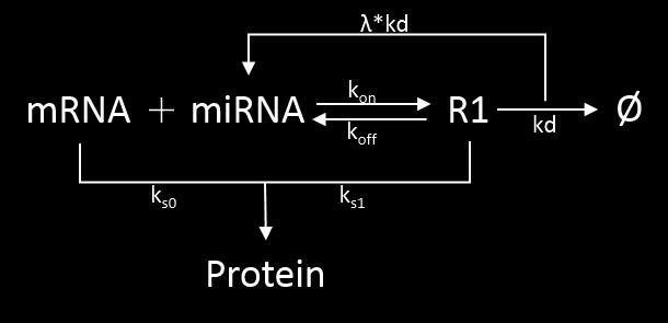 Fig.S5. Generic model for the regulation of mrna by mirna. represents degradation. Fig. S6.