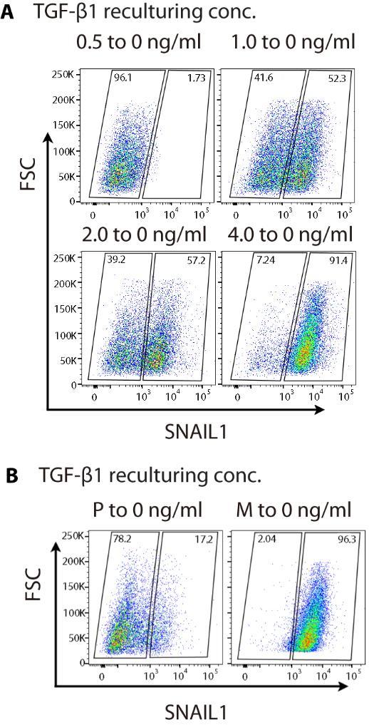 Fig. S1. Flow cytometric analysis of TGF-β1 induced cells recultured in the absence of TGF-β1 confirms that the SNAIL1/miR-34 module functions as a bistable switch.