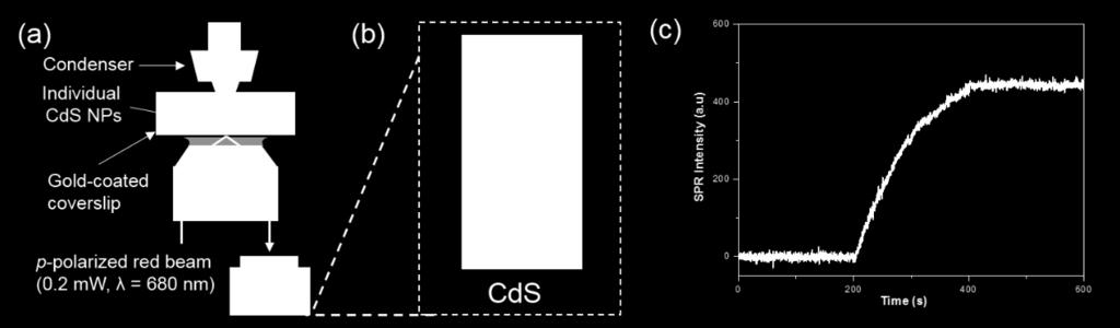 When illuminating the interface with blue light (λ<500 nm), photo-induced electron injection from CdS nanoparticles to gold film resulted in a hole-rich CdS, which oxidized S 2- in the solution to