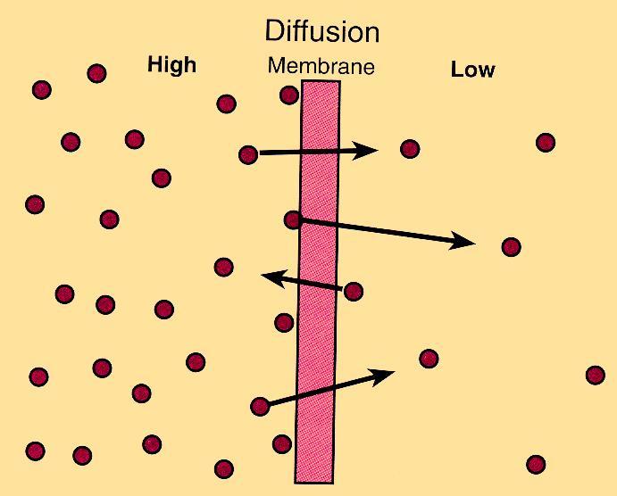 J J K Fick s law for membrane D D D x c x c x : partition coefficient K: