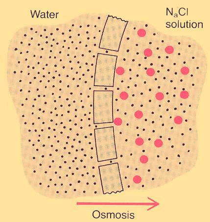 Osmotic diffusion across