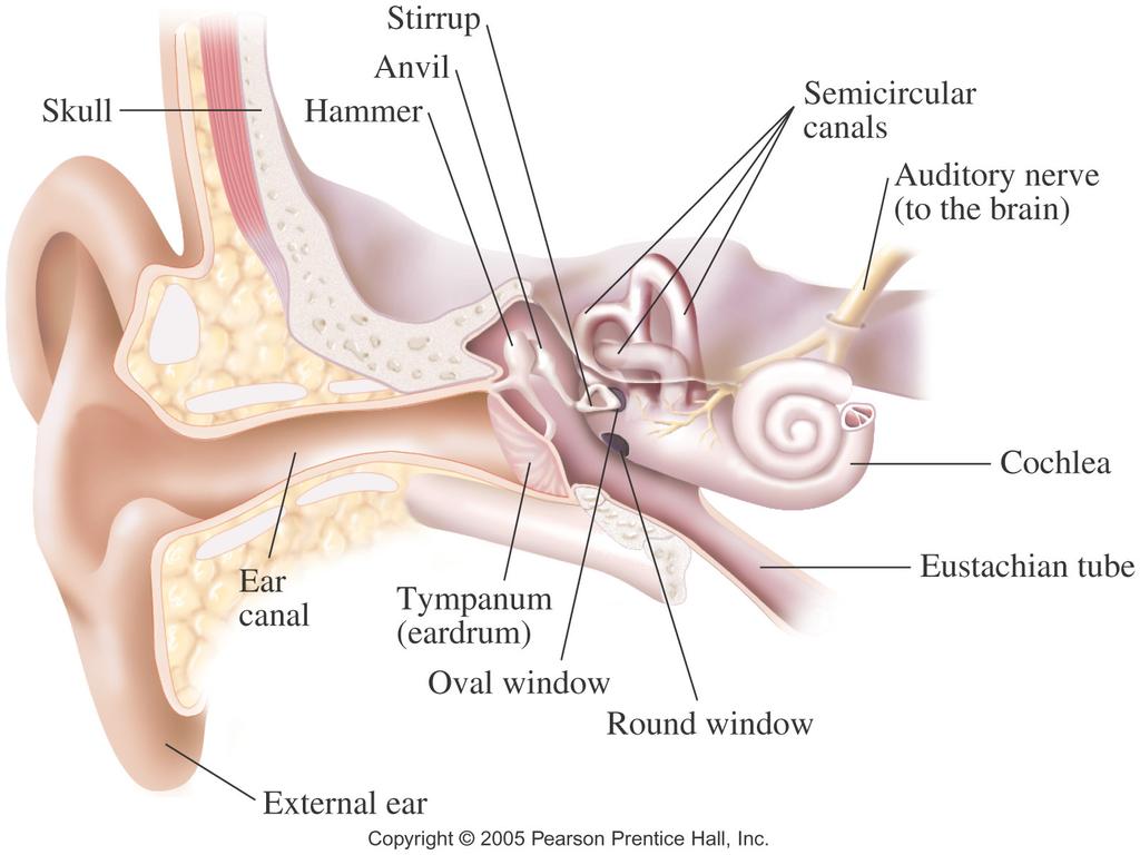 Human Ear General