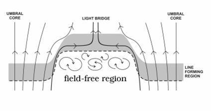 Light bridges are deep convective features with strongly reduced magnetic field and