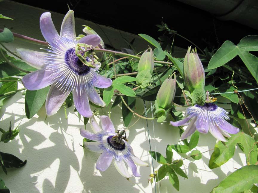Passiflora Cultivars (2011) For more information on the registration of cultivars in the genus Passiflora go to http://www.passionflow.co.uk/reg.htm Registration Ref. #172 (5/01/2011) Cultivar Name P.