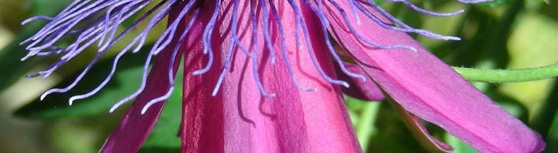 diameter, no fragrance; petals and sepals pinkish-purple; corona
