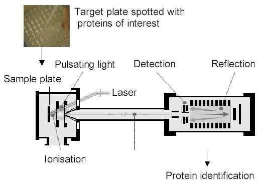Proteomics and Variable Selection p. 4/55 Proteomics - Mass Spectrometry Proteins ionized by laser, accelerated in electric field.