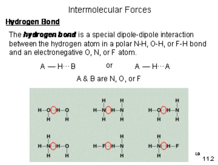 Why is the hydrogen bond considered a special