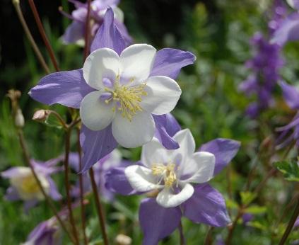 3. This variety of Columbine is often known by the region from which it comes. Which region is that?