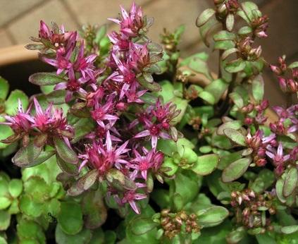 6. Sedum species are noteworthy for being able to withstand what conditions?