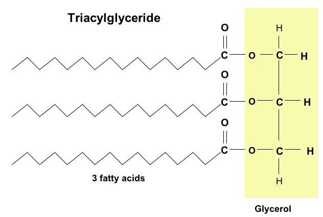 2. Lipids (Fats, Oils, & Waxes) Contain C, H, O (less O