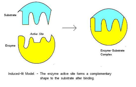 Induced Fit Model Newer theory that suggests enzymes are not rigid structures, rather they may