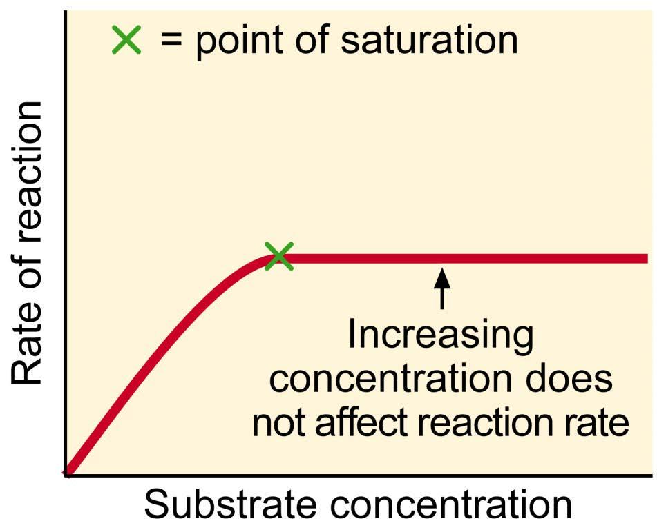 2. Amount of Enzyme & Substrate The amount of available substrate molecules affects enzyme action: When an excess of