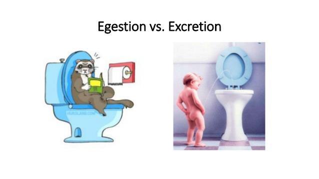 EXCRETION The removal of metabolic waste.