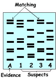 Genetics: provides geneticists with a clearer picture of DNA, it also helps prepare DNA for family