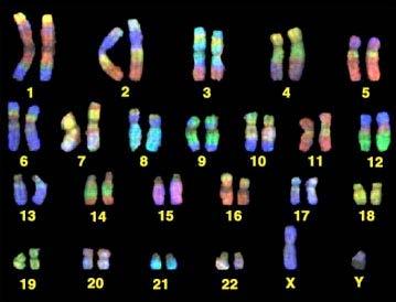 Human Somatic Cells Have a full set of chromosomes 46 total or 23 pairs (Diploid) Paired chromosomes 1 comes from the female, 1 from the male Known as