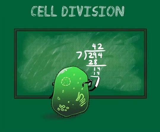 So what does the cell do? It divides!
