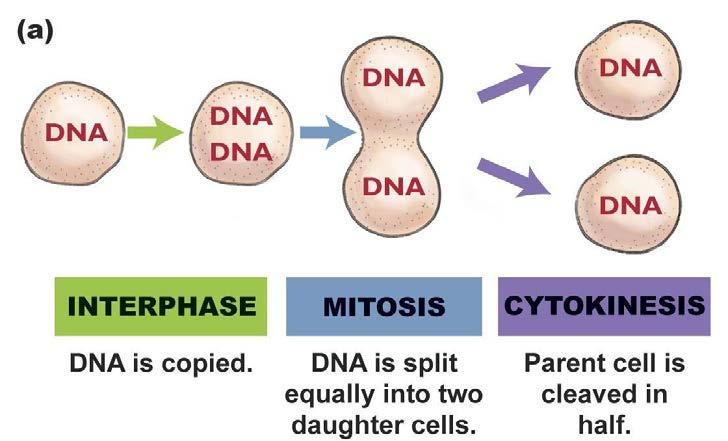Cell Division Before the cell can divide its chromosomes (DNA) must be copied DNA will