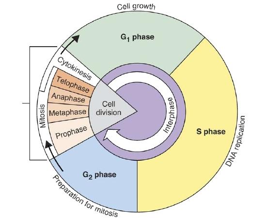 The Cell Cycle Series of events cells go through as they grow and divide Cell grows Prepares for division Divides Repeat Cells spend 90%