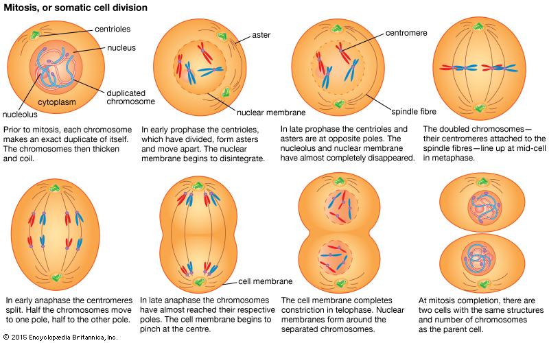Mitosis 4 phases Prophase