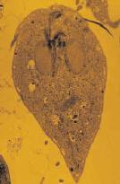 enlarged Highest Maximum magnification is around image of very thinly 1000X sliced specimen on