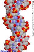 membrane Contain a set of instructions called DNA (genetic information) Stability and