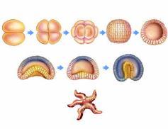 Growth Development Grow occurs as the result of cell division and cell enlargement