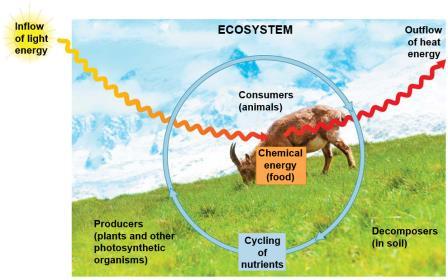 Energy Transformations: Pathways That Transform Energy and Matter (2 of 5) Most ecosystems are solar powered.