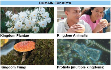 UN03: The Three Domains of Life The Three Domains of Life (1 of 3) The Domain Eukarya includes three smaller divisions called kingdoms: 1. Kingdom Plantae, 2. Kingdom Fungi, and 3. Kingdom Animalia.