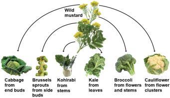 Observing Artificial Selection (2 of 3) All the vegetables shown in Figure 1.13 have a common ancestor in one species of wild mustard (shown in the center of the figure).