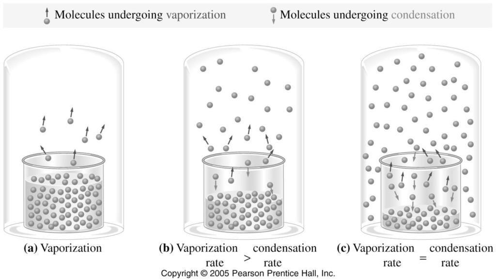 Liquid vapor equilibrium More vapor forms; rate of