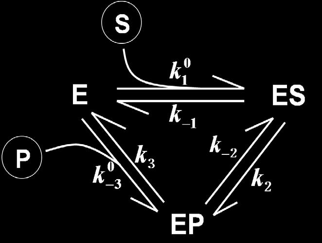 : Phys. Rep. (202) Kinetic scheme of a simple reversible enzyme.