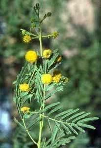 From the literature it has been observed that, study on utilization of acacia nilotica stalk as a precursor material for the preparation of activated carbon was not reported.