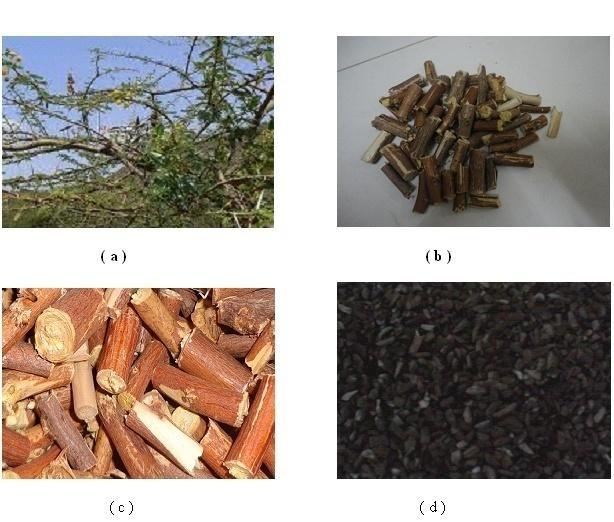 Fig -2: Images of (a) Acacia Nilotica Tree (b) Precursor material (c) Oven dried precursor material (d) Prepared Granular activated carbon Activation 25g of KOH pellets were dissolved in 1 liter of