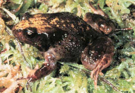 A More Challenging Example Data from research on habitat definition in the endangered Baw Baw frog 16 environmental and
