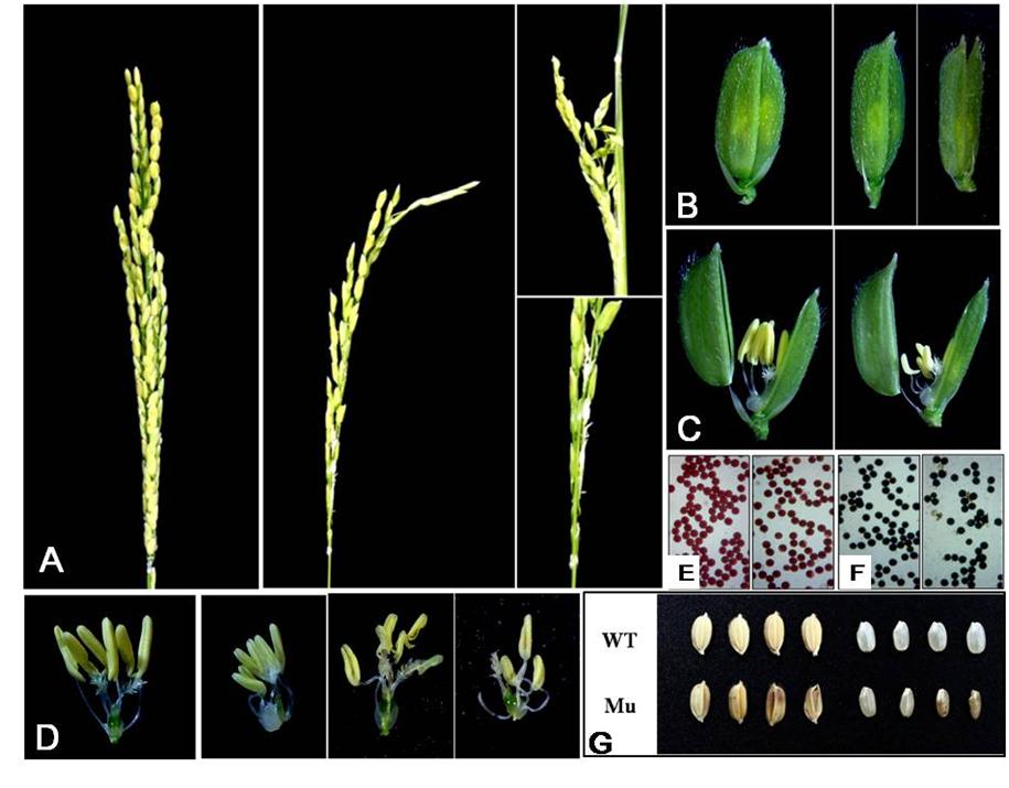 Takeda (1977) categorized rice dwarf mutants seeds, both palea and lemma failed to close; the seeds were into six groups according to elongation patterns of the upper smaller and exposed (Grain