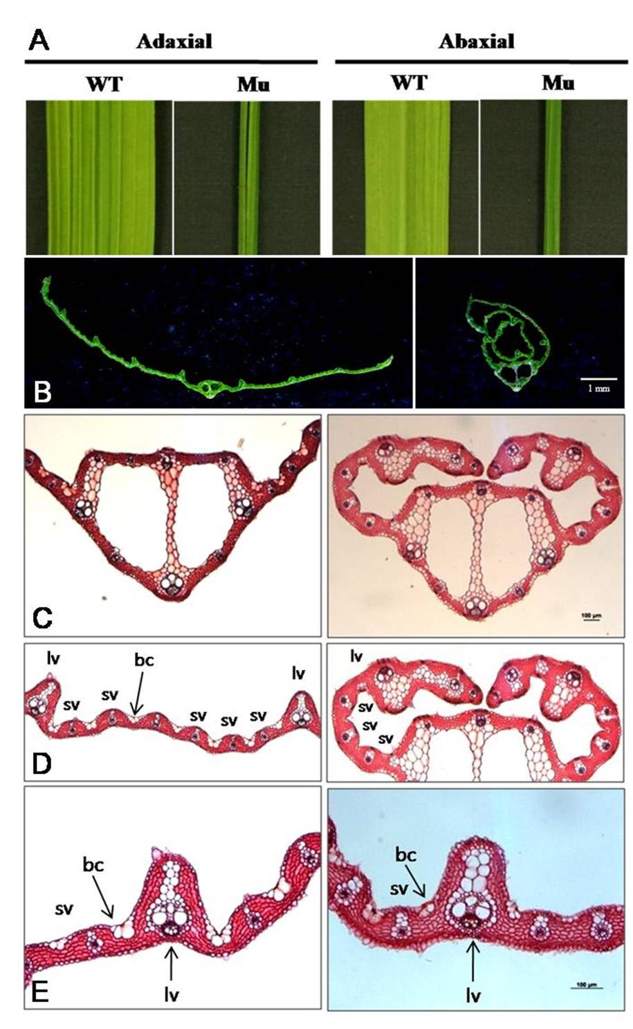 184 Kor. J. Breed. Sci. 43(4), (2011) Fig. 3. Comparison of leaf microstructure of wild-type and rolled leaf mutant. A. Part of a flag leaf in wild-type (left) and mutant (right) B.