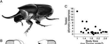 and testes in the beetle genus
