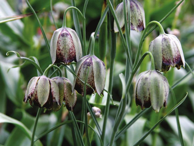 Fig. 1. Fritillaria sororum, showing coiling leaf tips, LCD 2007 1838, photographed at Kew. leaf of one plant coiled around the stem of another. F. sororum is also unusual in having smooth or minutely papillose stamen filaments.