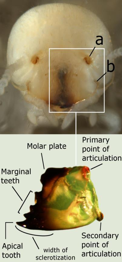 Figure 2-1. Frontal view of the head capsule and left mandible of a worker of C.