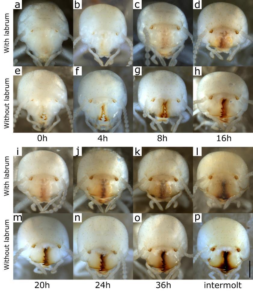 Figure 2-3. Frontal view of the head capsules of C.