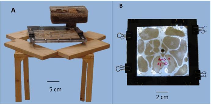 Figure 3-1 Planar arena (24 x 24 x 0.6 cm in thickness) filled with moistened sand for molting frequency of workers in a juvenile colony.
