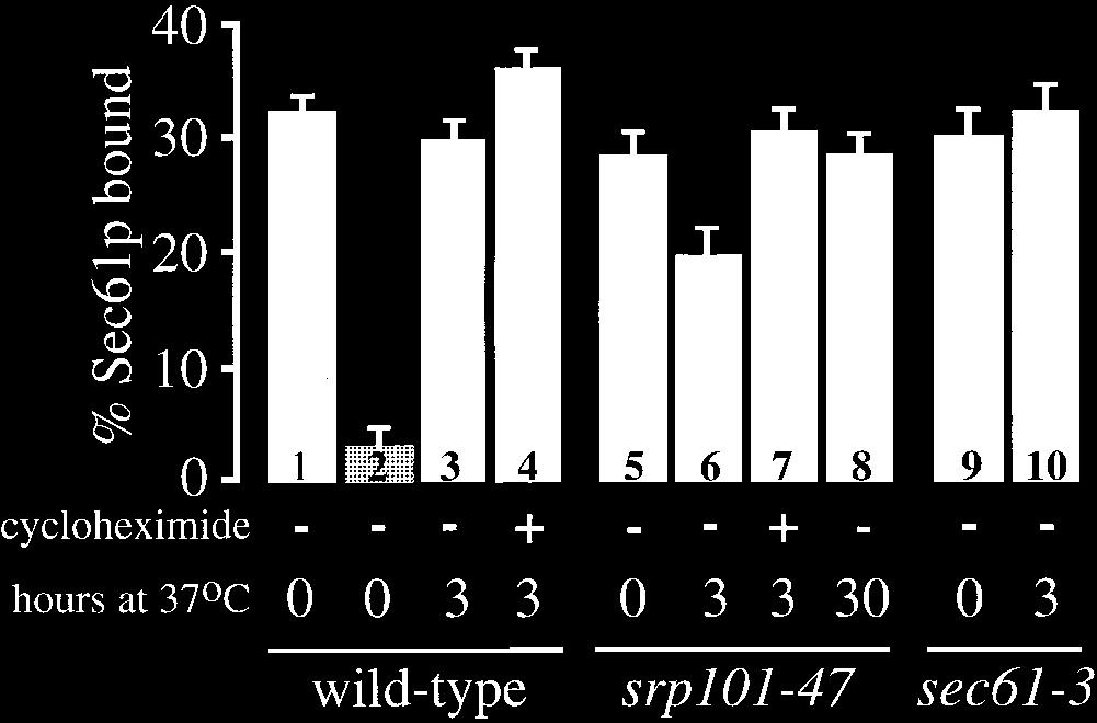 Figure 10. Ribosome binding to Sec61p. Wild-type, sec61-3, and srp101-47 cells were grown at 25 C and then shifted to 37 C for the indicated number of hours.