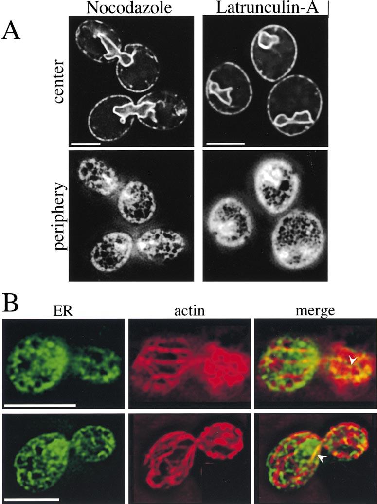Figure 3. Neither actin filaments nor microtubules are required to maintain cortical ER structure. A, Images of the ER in wild-type cells expressing Sec63-GFP were taken after 2.