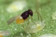 Natural enemies of whiteflies Encarsia